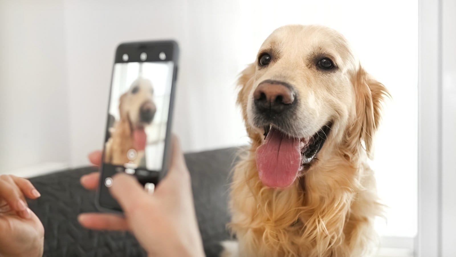 Un smartphone Samsung Galaxy photographiant un chien pour analyser sa santé